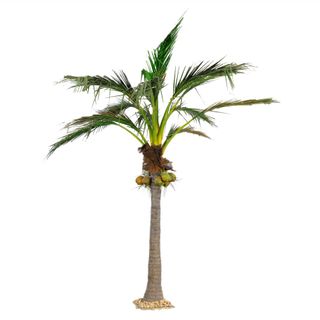 Giant Coconut Palm 5.9m