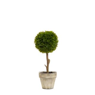Boxwood Topiary 47cm