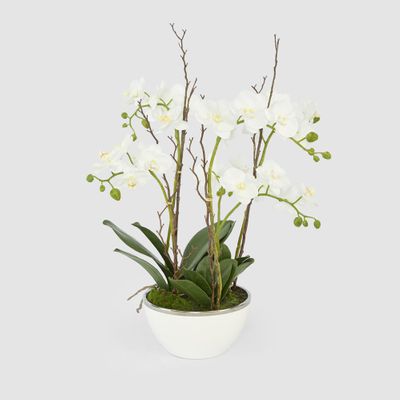Orchid Real Touch 60cm in White Pot Silver Rim