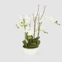 Orchid Real Touch 60cm in White Pot Silver Rim