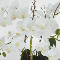 Orchid Real Touch 60cm in White Pot Silver Rim