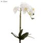 Orchids Phalaenopsis Real Touch with Leaves 53cm White