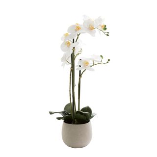 Phalaenopsis Real Touch in Clay Ivory Pot 70cm White
