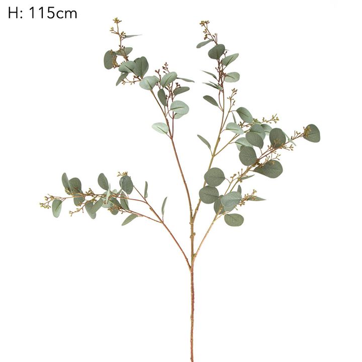 Eucalyptus berry Seed Spray 1.2m