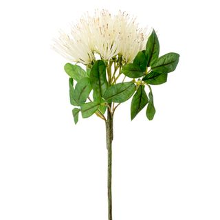 Wild Protea 50cm White