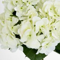 Hydrangea Bundle with Leaves 55cm White