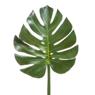 Split-Leaf Philodendron Monstera 94cm