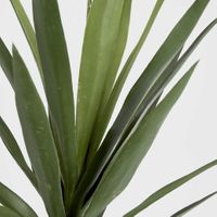 Yucca Head Green 64cm