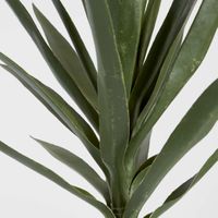 Yucca Head Green 64cm