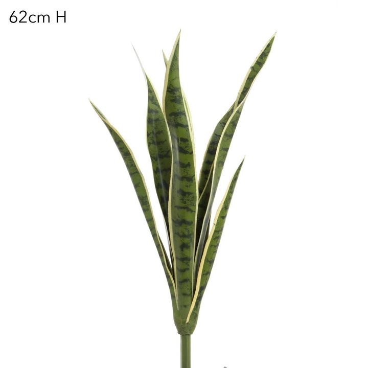 Mother-in-Law's Tongue suculent 62cm