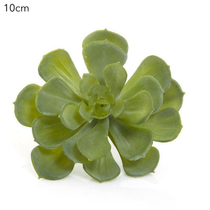 Echeveria succulent 10cm Green