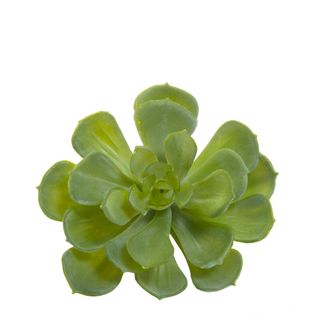 Echeveria 10cm Green