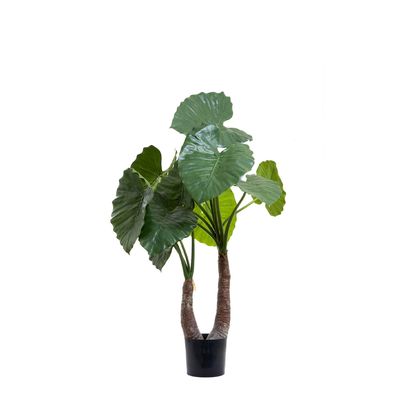 Alocasia Calidora 1m