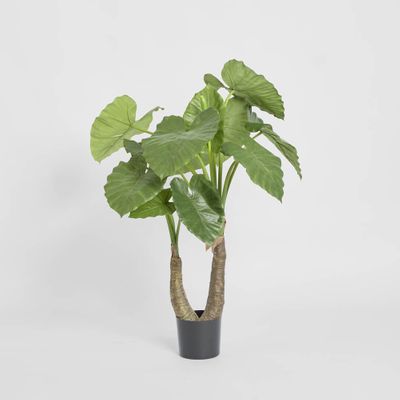 Alocasia Calidora 1m