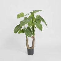 Alocasia Calidora 1m