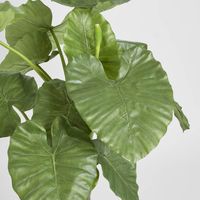 Alocasia Calidora 1m