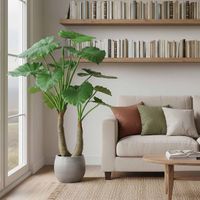 Alocasia Calidora 1m