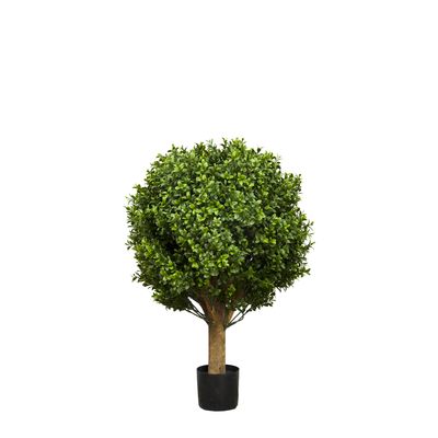 Boxwood Ball Tree 65cm