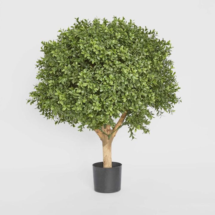 Boxwood Ball Tree 65cm