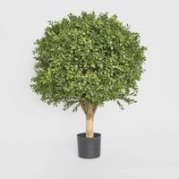 Boxwood Ball Tree 65cm