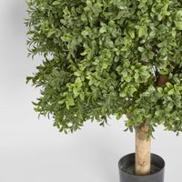 Boxwood Ball Tree 65cm