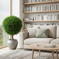 Boxwood Ball Tree 65cm