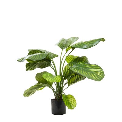 Calathea Fasciata Green 65cm