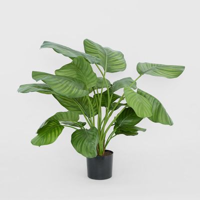 Calathea Fasciata Green 65cm
