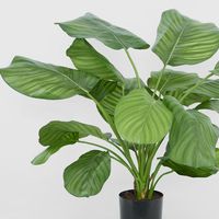 Calathea Fasciata Green 65cm