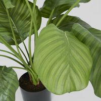 Calathea Fasciata Green 65cm