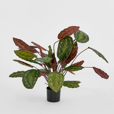 Calathea Fasciata Green and Red 65cm
