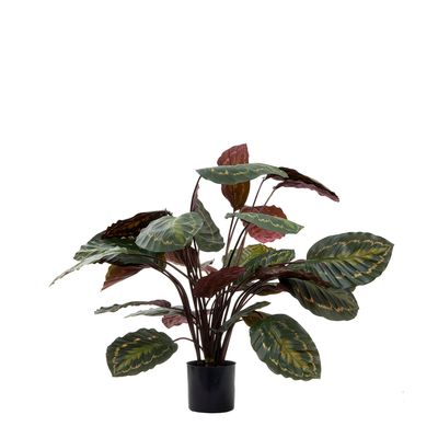 Calathea Fasciata Green and Red 65cm