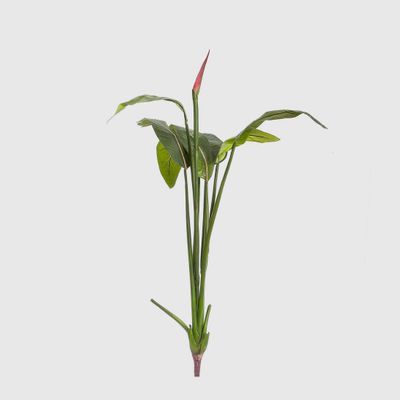 Bird of Paradise Bud 1.37m