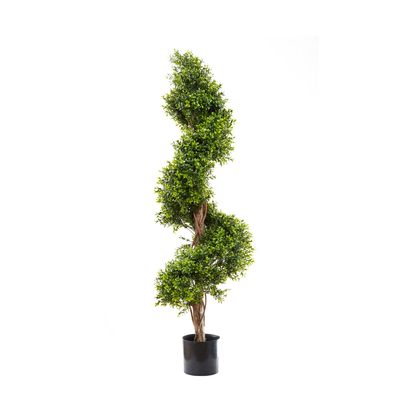 Boxwood Spiral Tree Budget 1.4m