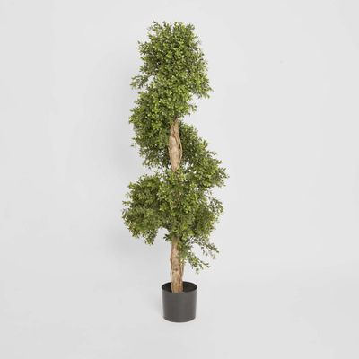 Boxwood Spiral Tree Budget 1.4m