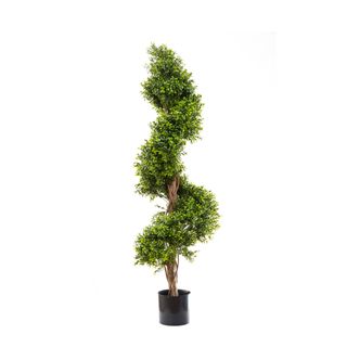 Boxwood Spiral Tree Budget 1.4m