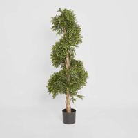 Boxwood Spiral Tree Budget 1.4m