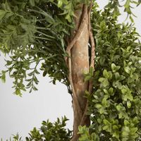 Boxwood Spiral Tree Budget 1.4m