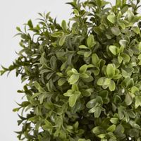 Boxwood Spiral Tree Budget 1.4m