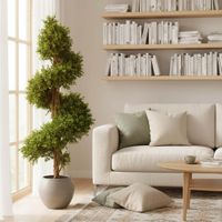 Boxwood Spiral Tree Budget 1.4m