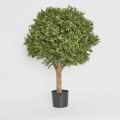 Boxwood Ball Tree 75cm