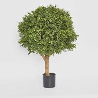 Boxwood Ball Tree 75cm