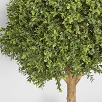 Boxwood Ball Tree 75cm