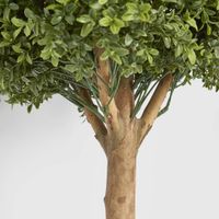 Boxwood Ball Tree 75cm