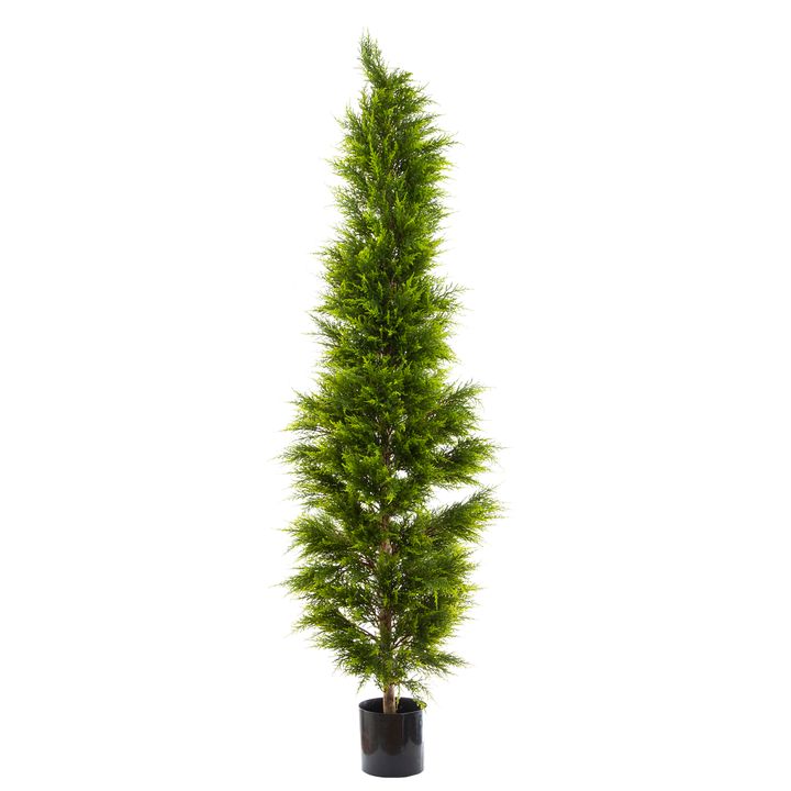 Cypress Pine 2m