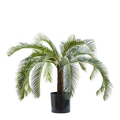 Cycad Palm 80cm