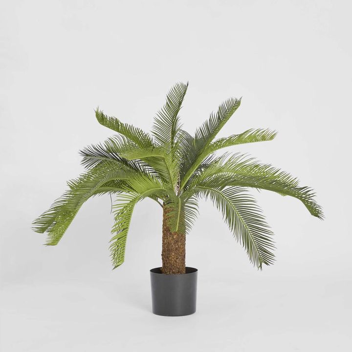 Cycad Palm 80cm