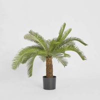 Cycad Palm 80cm