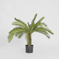 Cycad Palm 80cm