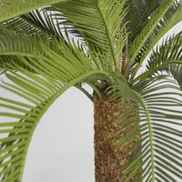 Cycad Palm 80cm